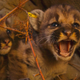 Illustration for article titled Oh My God, I Love These Mountain Lion Kittens So Much